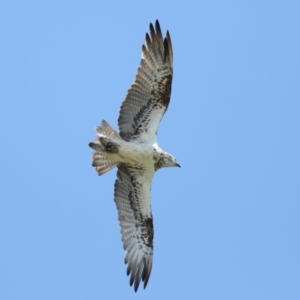 Pandion haliaetus at Cleveland, QLD - suppressed