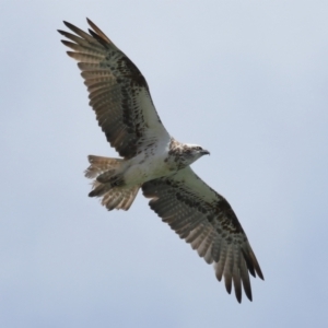 Pandion haliaetus at Cleveland, QLD - suppressed