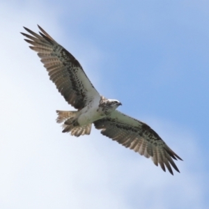 Pandion haliaetus at Cleveland, QLD - suppressed