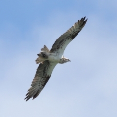 Pandion haliaetus at Cleveland, QLD - suppressed