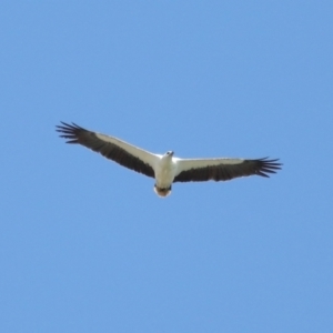 Haliaeetus leucogaster at Cleveland, QLD - 29 Oct 2023 09:36 AM