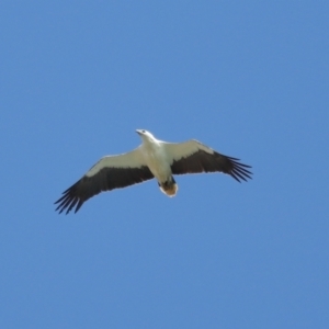 Haliaeetus leucogaster at Cleveland, QLD - 29 Oct 2023 09:36 AM
