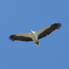 Haliaeetus leucogaster at Cleveland, QLD - 29 Oct 2023 09:36 AM