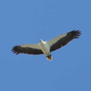 Haliaeetus leucogaster at Cleveland, QLD - 29 Oct 2023 09:36 AM