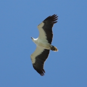 Haliaeetus leucogaster at Cleveland, QLD - 29 Oct 2023 09:36 AM