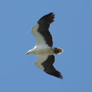 Haliaeetus leucogaster at Cleveland, QLD - 29 Oct 2023