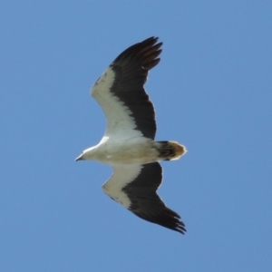 Haliaeetus leucogaster at Cleveland, QLD - 29 Oct 2023 09:36 AM