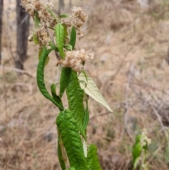 Olearia lirata (Snowy Daisybush) at Theodore, ACT - 28 Oct 2023 by VeraKurz