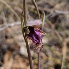 Calochilus platychilus (Purple Beard Orchid) at QPRC LGA - 30 Oct 2023 by Csteele4