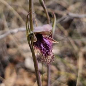 Calochilus platychilus at Captains Flat, NSW - 30 Oct 2023