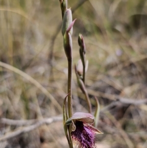 Calochilus platychilus at Captains Flat, NSW - suppressed