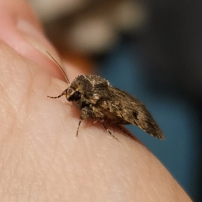 Thoracolopha (genus) (A Noctuid moth) at Captains Flat, NSW - 30 Oct 2023 by Csteele4