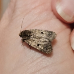 Thoracolopha (genus) at Captains Flat, NSW - 30 Oct 2023