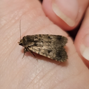 Thoracolopha (genus) at Captains Flat, NSW - 30 Oct 2023 09:22 PM