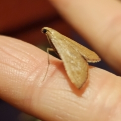 Endotricha pyrosalis (A Pyralid moth (Endotrichinae) at Captains Flat, NSW - 30 Oct 2023 by Csteele4