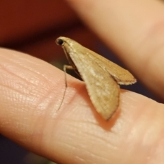 Endotricha pyrosalis (A Pyralid moth) at Captains Flat, NSW - 30 Oct 2023 by Csteele4