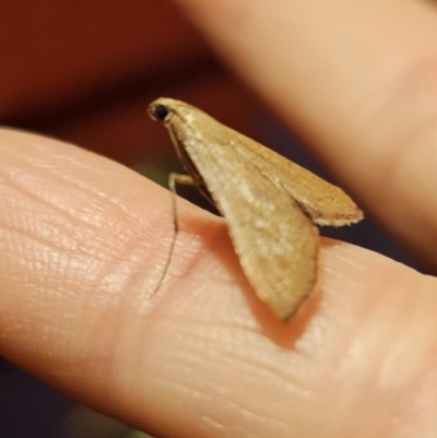 Endotricha pyrosalis (A Pyralid moth (Endotrichinae) at Captains Flat, NSW - 30 Oct 2023 by Csteele4