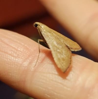 Endotricha pyrosalis (A Pyralid moth) at QPRC LGA - 30 Oct 2023 by Csteele4