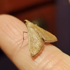 Endotricha pyrosalis at Captains Flat, NSW - 30 Oct 2023