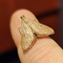 Endotricha pyrosalis at Captains Flat, NSW - 30 Oct 2023