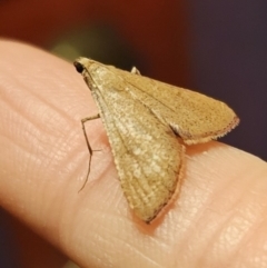 Endotricha pyrosalis at Captains Flat, NSW - 30 Oct 2023