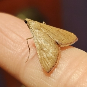 Endotricha pyrosalis at Captains Flat, NSW - 30 Oct 2023 09:24 PM