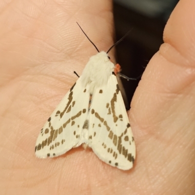 Ardices canescens (Dark-spotted Tiger Moth) at Captains Flat, NSW - 30 Oct 2023 by Csteele4