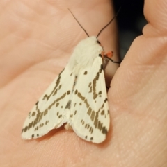 Ardices canescens at Captains Flat, NSW - 30 Oct 2023 09:26 PM