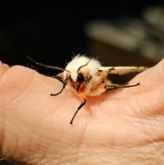 Ardices canescens at Captains Flat, NSW - 30 Oct 2023 09:26 PM