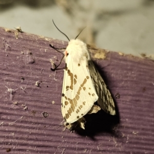 Ardices canescens at Captains Flat, NSW - 30 Oct 2023 09:26 PM