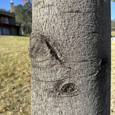 Brachychiton acerifolius (Illawarra Flame Tree) at Kangaroo Valley, NSW - 30 Oct 2023 by lbradley