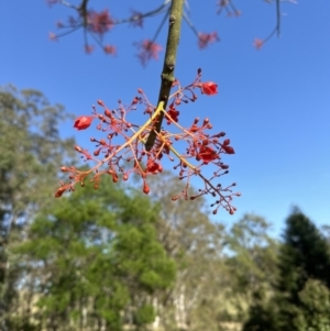 Brachychiton acerifolius at Kangaroo Valley, NSW - 31 Oct 2023