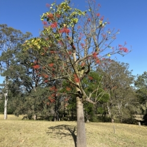 Brachychiton acerifolius at Kangaroo Valley, NSW - suppressed