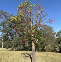 Brachychiton acerifolius at Kangaroo Valley, NSW - 31 Oct 2023