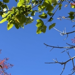 Brachychiton acerifolius at Kangaroo Valley, NSW - 31 Oct 2023