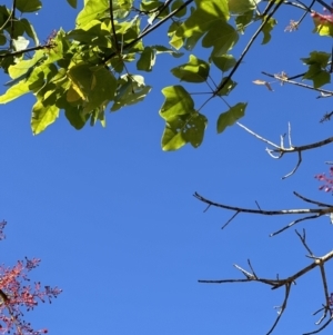 Brachychiton acerifolius at Kangaroo Valley, NSW - 31 Oct 2023