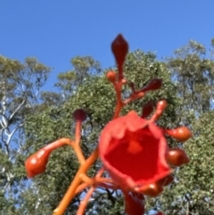Brachychiton acerifolius at Kangaroo Valley, NSW - 31 Oct 2023
