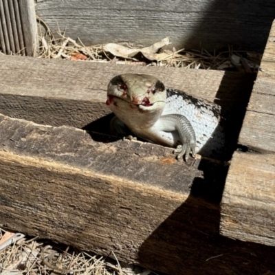 Tiliqua scincoides scincoides (Eastern Blue-tongue) at GG182 - 29 Oct 2023 by KMcCue