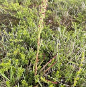 Disa bracteata at Yanakie, VIC - 31 Oct 2023 08:56 AM