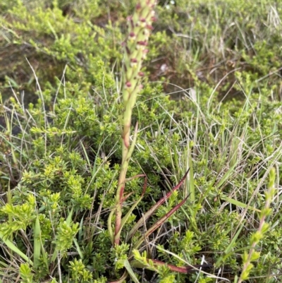 Disa bracteata (South African Orchid) at Yanakie, VIC - 31 Oct 2023 by Louisab