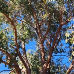 Eucalyptus sp. at Weston, ACT - 1 Nov 2023 11:15 AM