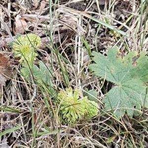 Hydrocotyle laxiflora at Belconnen, ACT - 23 Oct 2023