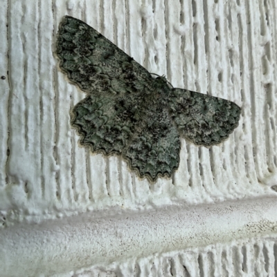 Hypodoxa muscosaria (Textured Emerald) at Hackett, ACT - 31 Oct 2023 by Hoverfly