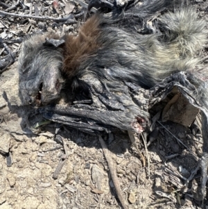 Pteropus poliocephalus at Kangaroo Valley, NSW - suppressed