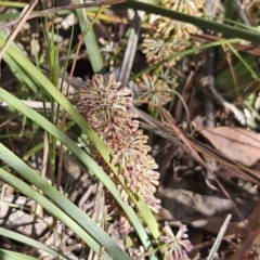 Lomandra multiflora (Many-flowered Matrush) at Belconnen, ACT - 22 Oct 2023 by sangio7