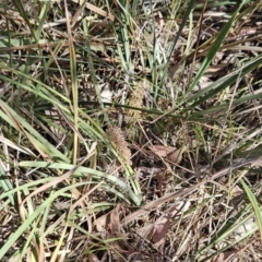 Lomandra multiflora at Belconnen, ACT - 23 Oct 2023