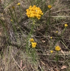 Chrysocephalum semipapposum (Clustered Everlasting) at Bruce, ACT - 30 Oct 2023 by lyndallh