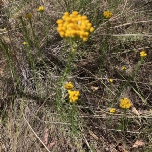 Chrysocephalum semipapposum at Bruce, ACT - 31 Oct 2023