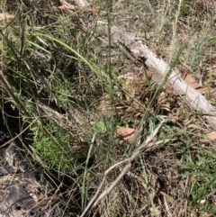 Poaceae (family) (Unidentified Grass) at Bruce, ACT - 31 Oct 2023 by lyndallh