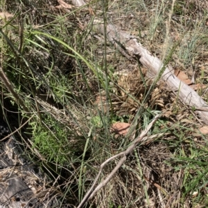 Poaceae (family) at Bruce, ACT - 31 Oct 2023 10:43 AM